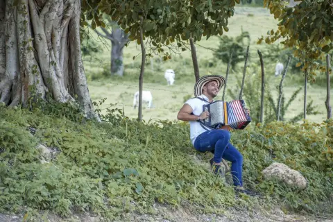 Mężczyzna w kapeluszu gra na akordeonie, przypominającym polskie instrumenty ludowe. W tle pasą się białe krowy.
