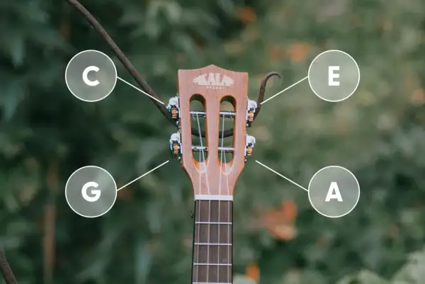 G-C-E-A - tak nastroić ukulele sopranowe. Poznaj dźwięki strun swojego instrumentu.